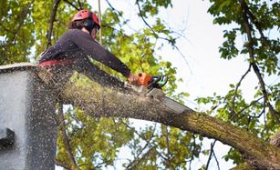 Tree Trimming and Removal